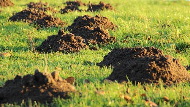 When Is the Best Time to Aerate Your Yard for a Healthier Lawn?